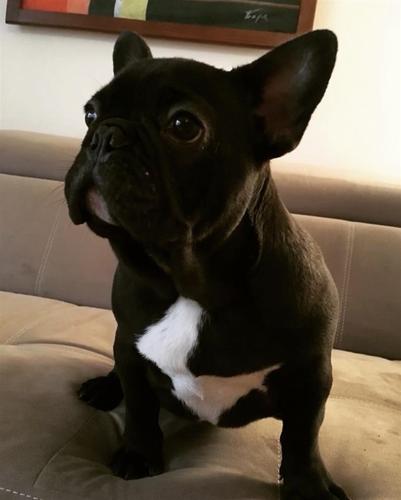 Francuski Buldog