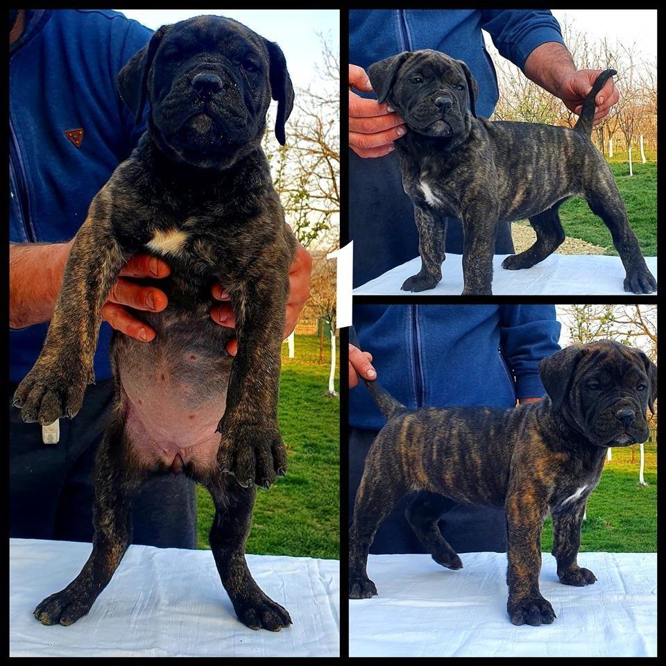 Vrhunska-stenad-Prese-Canario