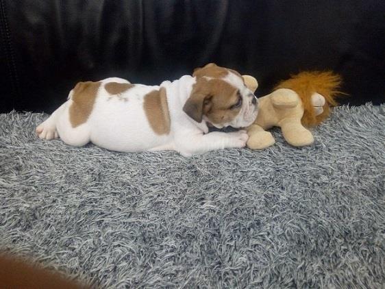 Engleski-buldog-zenkica