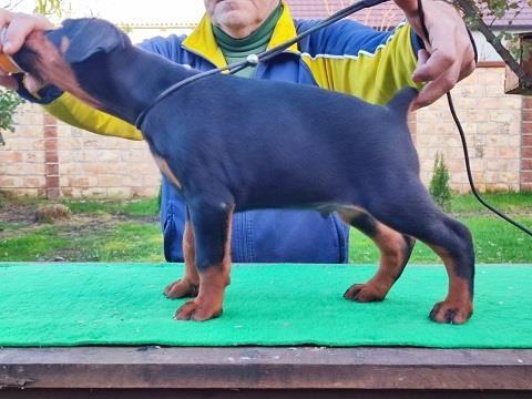 Doberman stenci