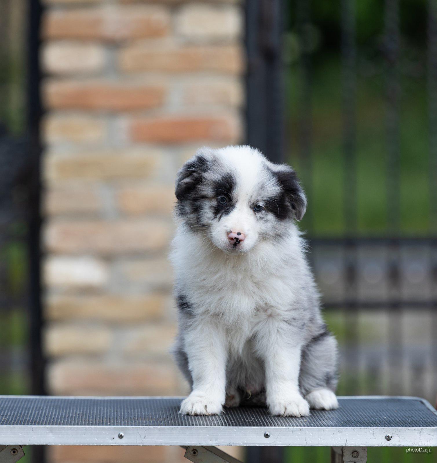 Border-Collie-Border-Koli-štenci