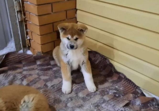 Akita inu japanska i Americka stenci