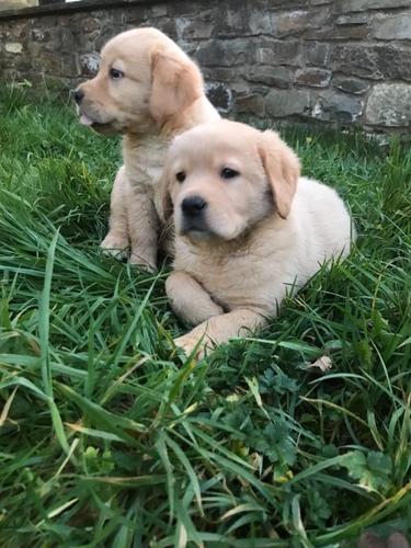 Labrador retriver štenad