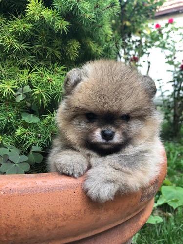 Pomeranac stenci
