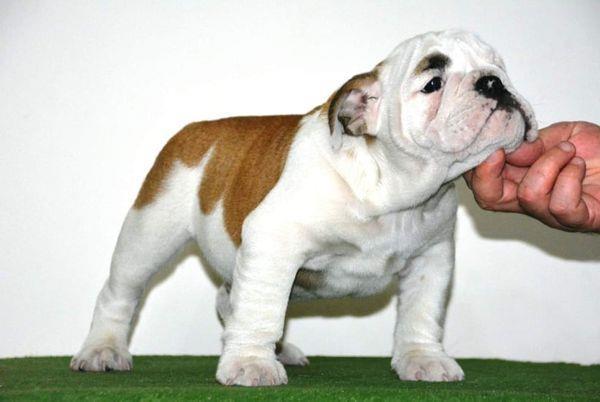 Engleski buldog