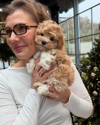 Slatko maltipoo štene