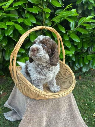 Stenci rase Lagotto Romagnolo, stari 2 meseca.