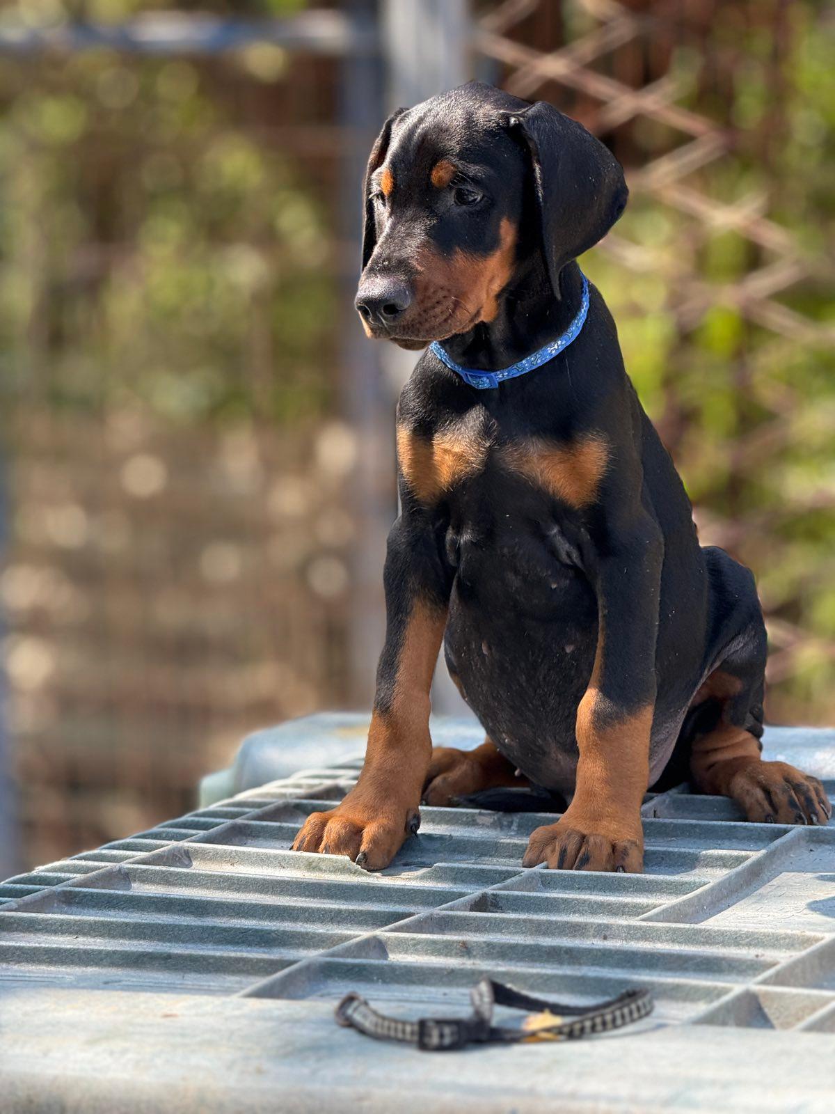 Prodaju-se-prelepi-štenci-dobermana--stari-3-meseca
