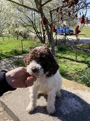 Lagotto-stenci