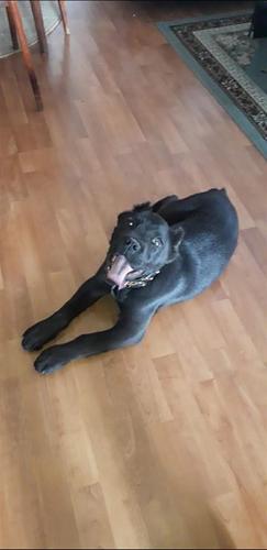 Cane corso