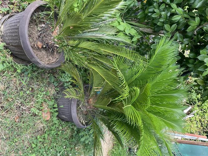 Cikas palme