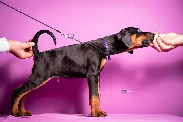 Štenci-dobermana--vrhunsko-poreklo
