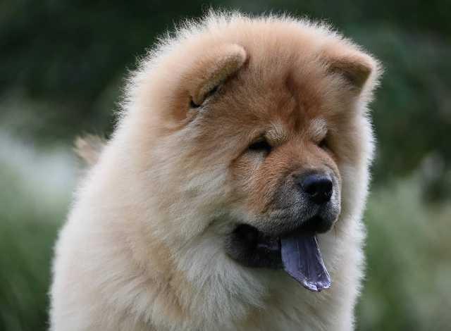 Chow Cau Cau 