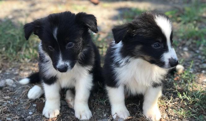 Border koli štenci na prodaju