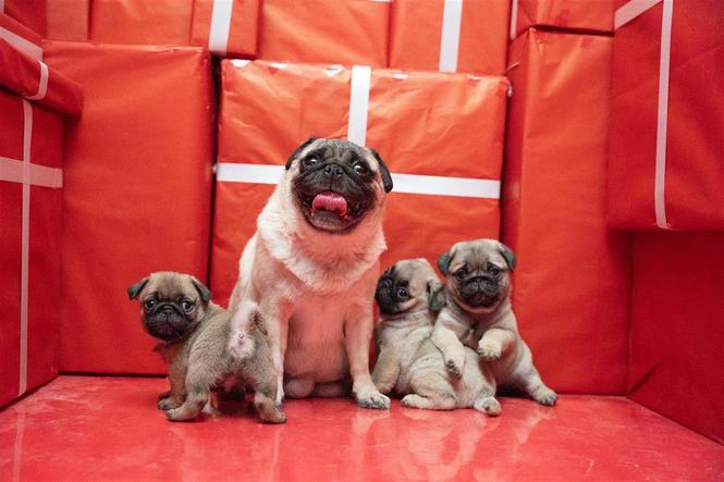 mops