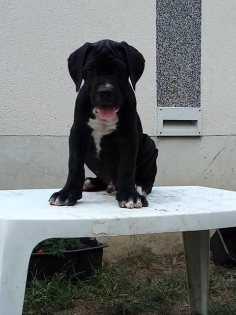 Cane-Corso