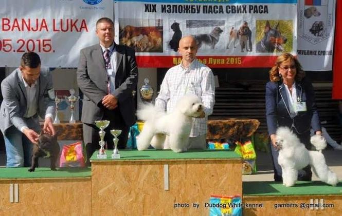Kovrdzavi bison bichon frise za parenje