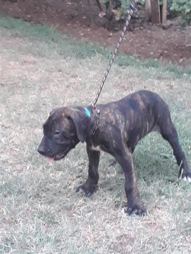 Presa Canario stenad na prodaju