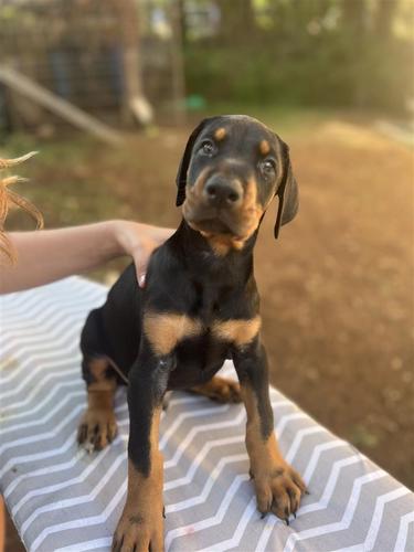 Dobermani