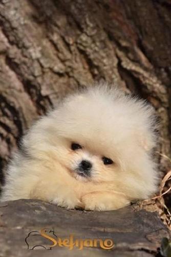 Pomeranac Boo, Čistokrvni  štenci pomeranaca 