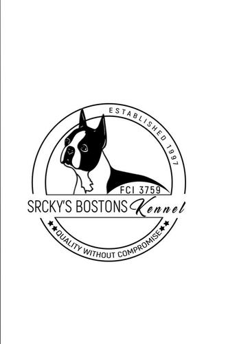 Boston terijer, musko stene