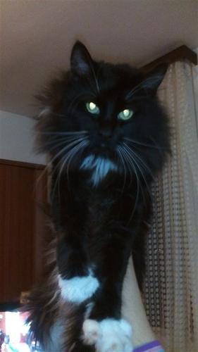 maine coon macak