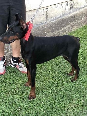Doberman