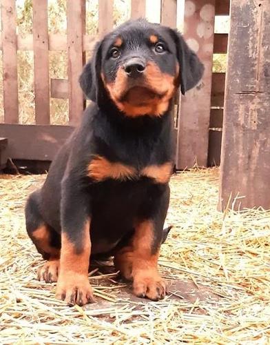 Rotvajler i doberman štenci na prodaju