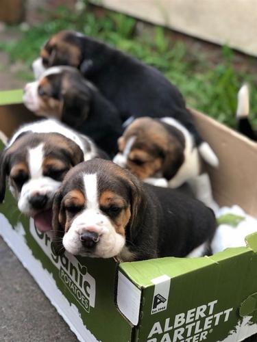Lijepi pedigree Beagle štenaca Pra Clear