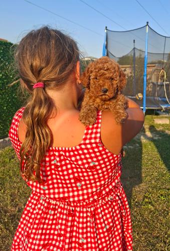 Crvene toy pudle spremne za novi dom
