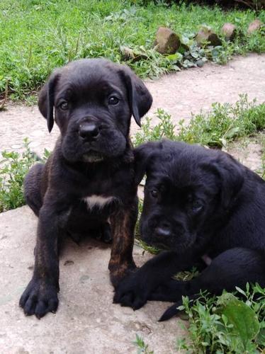 Cane Corso štenci