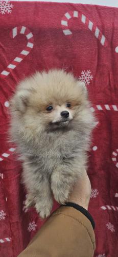 Pomeranac Boo štenci