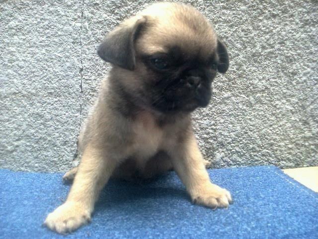 MOPS stenad bež boje