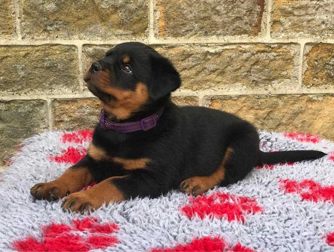 Rottweiler je odmah spreman!