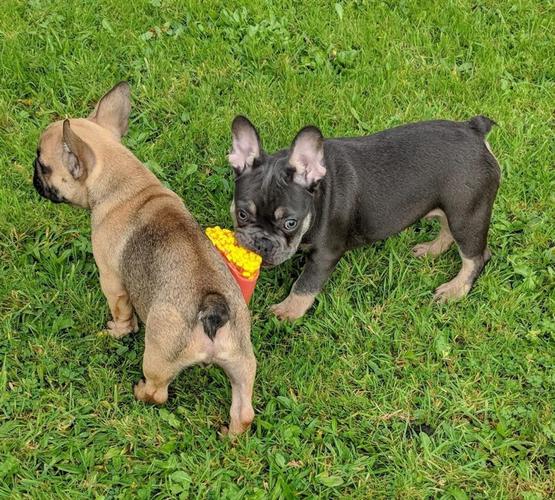 Francuski buldog zensko stene