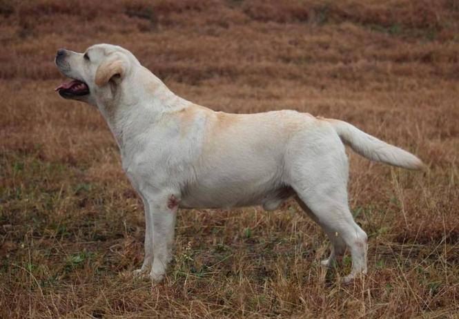 SLOBODNI ZA PARENJE Labradori