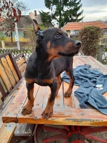 Doberman, musko stene
