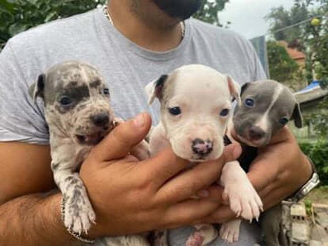 Pitbull Merle x Bluenose stenci