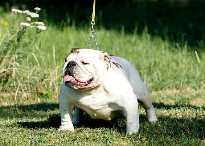 Engleski buldog,muzjak i zenka,mladi psi