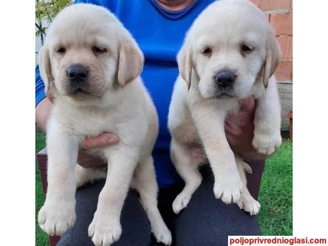 Labrador štenci 