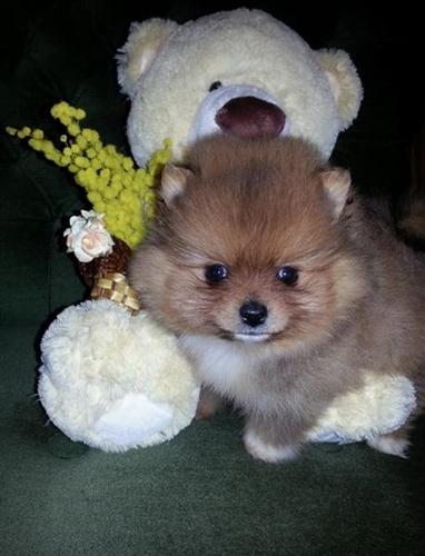 Pomeranac patuljasti spic
