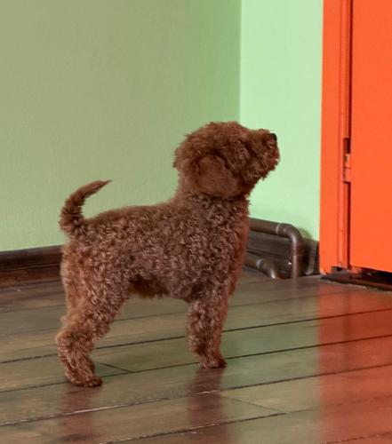 Toy Pudla prelepi štenci