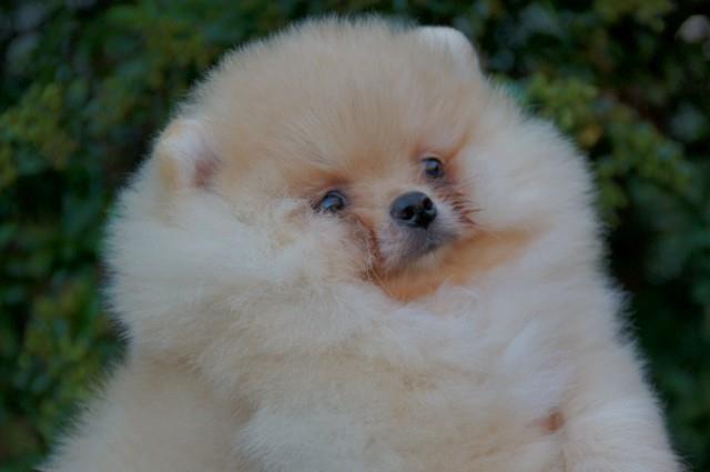 Pomeranac, Boo štenci