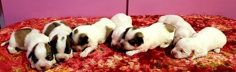 Coton-de-Tulear-Tulearski-pas