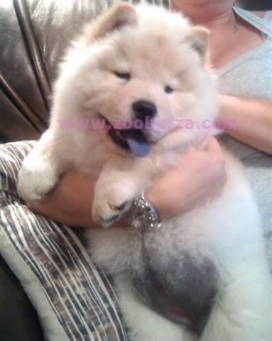 Chow Chow,stenci 