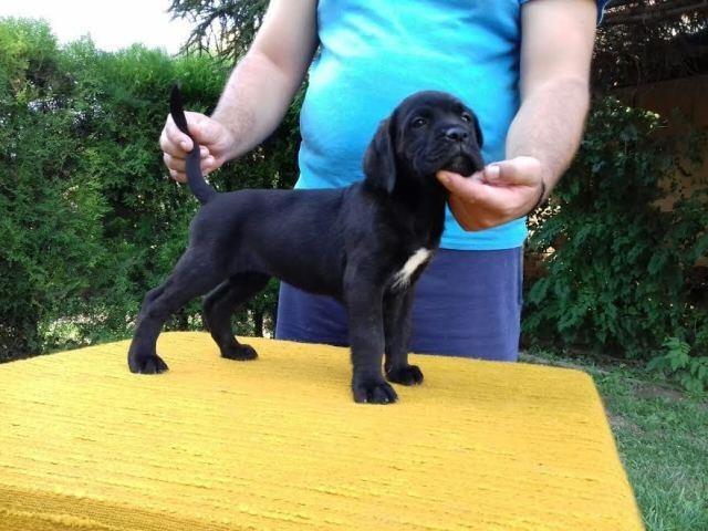 CANE CORSO 