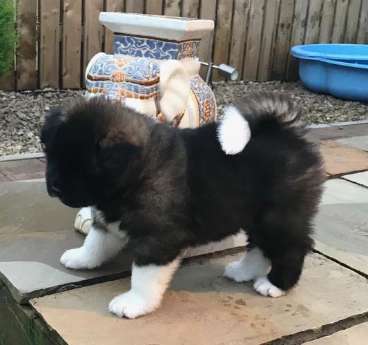 Cuccioli di Akita