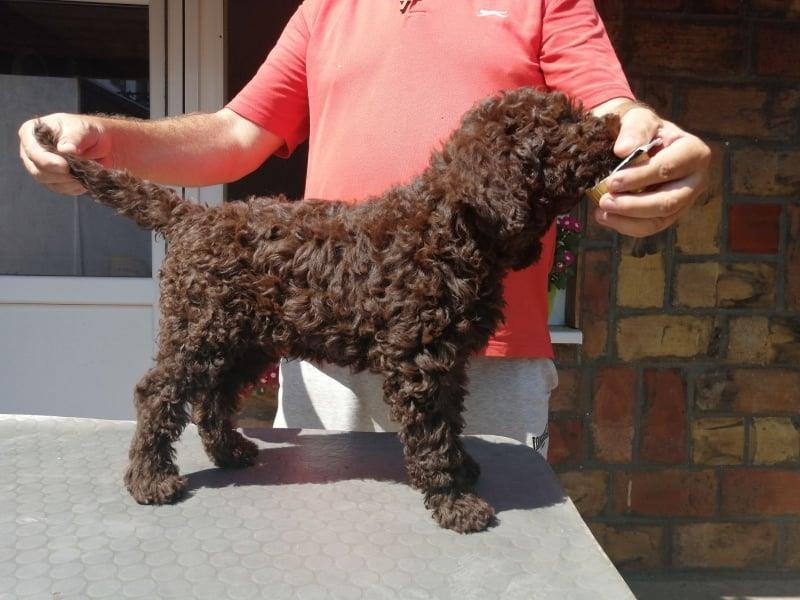 Lagotto-Romagnolo-