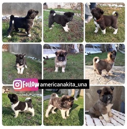 Štenad Američke Akite