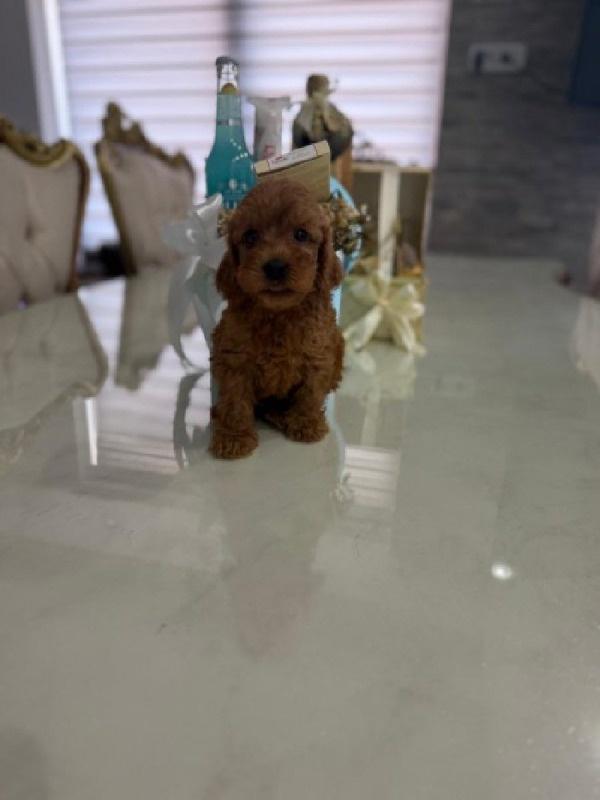 Goldendoodle-prelepi-štenci